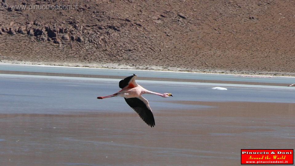 BOLIVIA 2 - Ruta de Las Joyas - Laguna Hedionda - Flamencos - 05.jpg